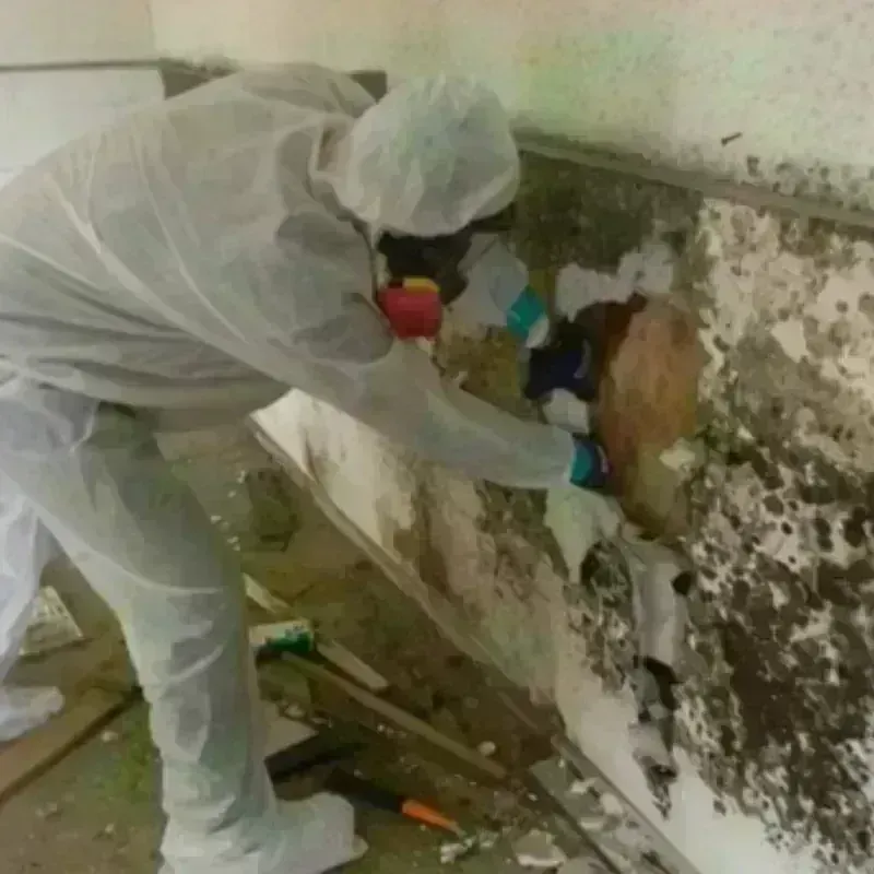 Mold Remediation and Removal in Mariposa, CA